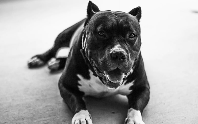 Собакам с обрезанными ушами всегда доверяли самую грязную, самую страшную работу.  Фото unsplash.com