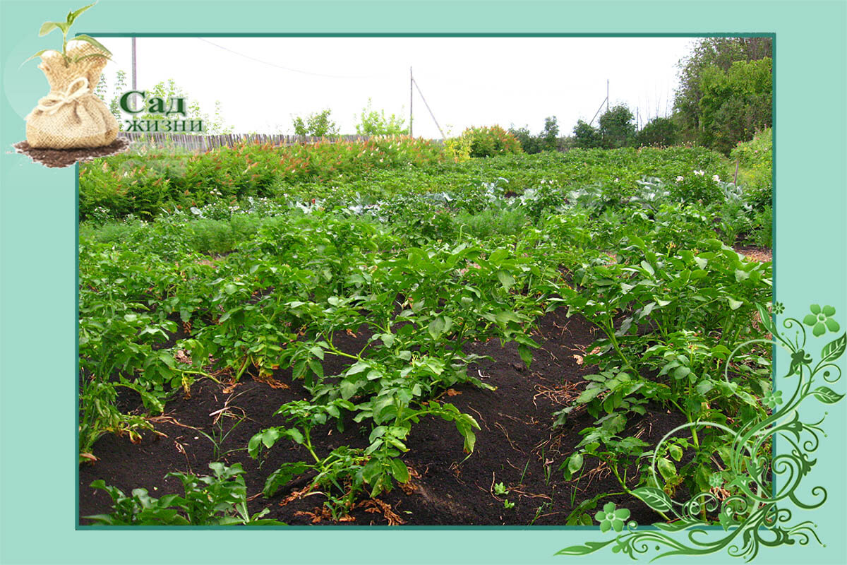 В июле собираем первый урожай картошки