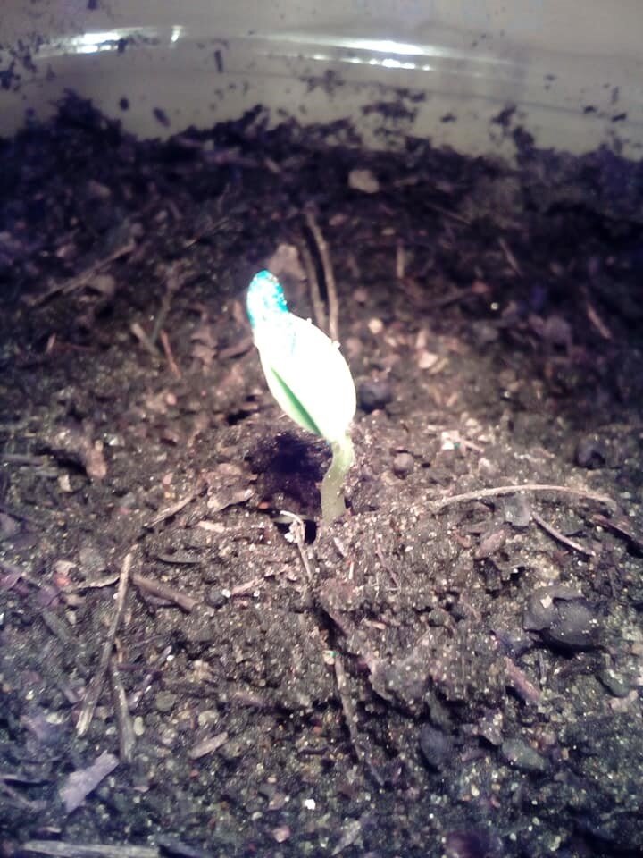 1 февраля. Хорошие всходы