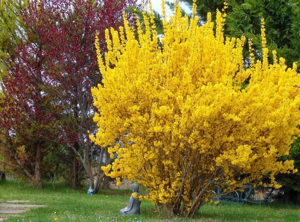 Форзиция. Источник: фото из интернета 