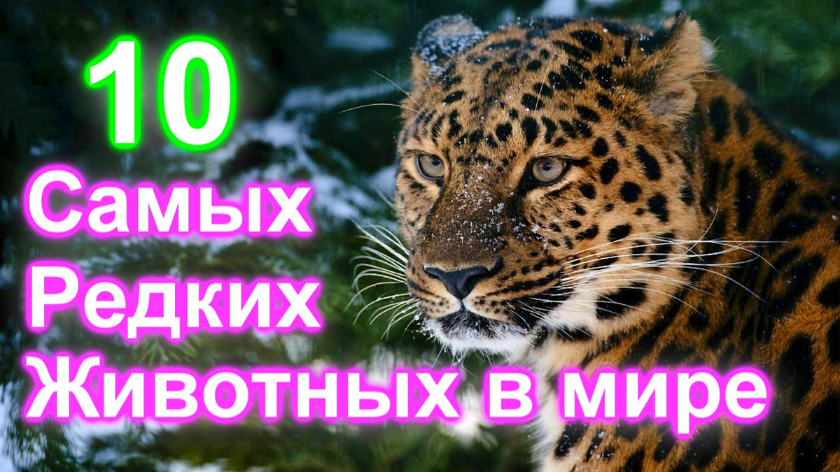 Самые редкие животные в мире презентация