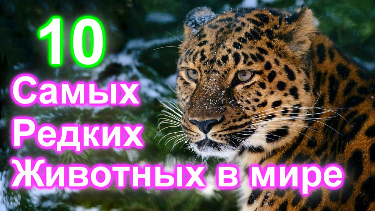 Моя новая жизнь в мире зверей 183. Самые редкие животные. Редкие животные самые редкие в мире. Животный мир надпись. Надпись редкие животные.