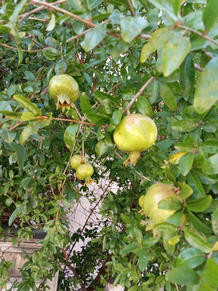 Гранаты набирают силу