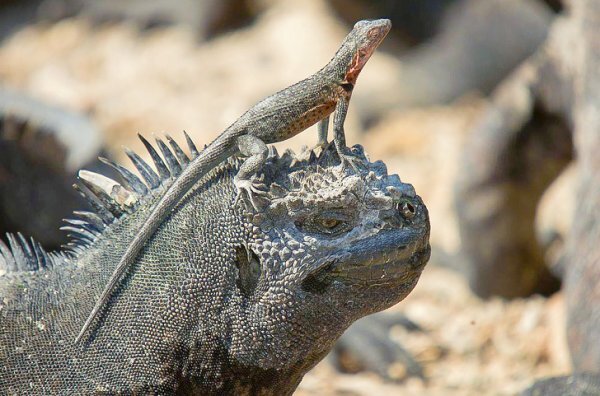 
Морской анемон Actinia schmidt. На ощупь как твердое желе, а на вид - как подтаявшая хурма
