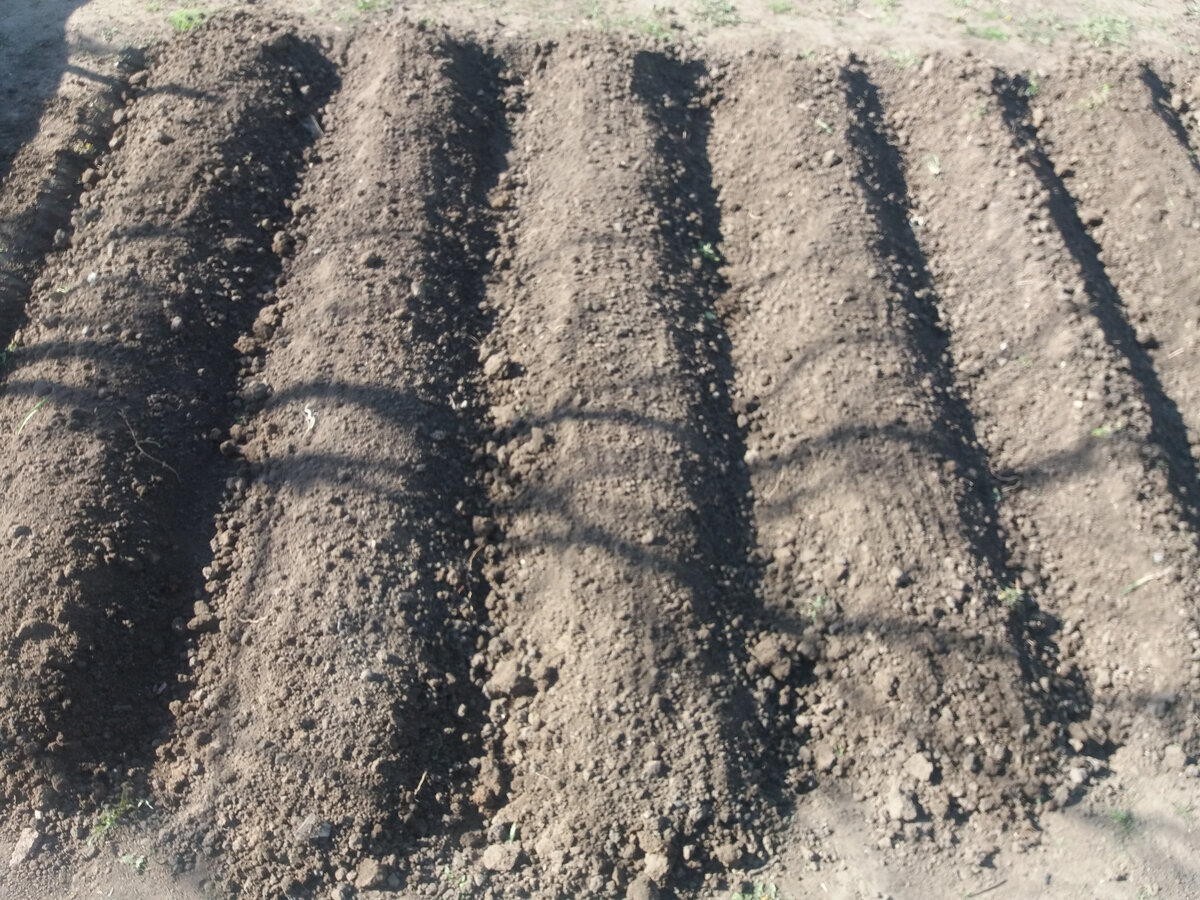 Сформировали грядки.