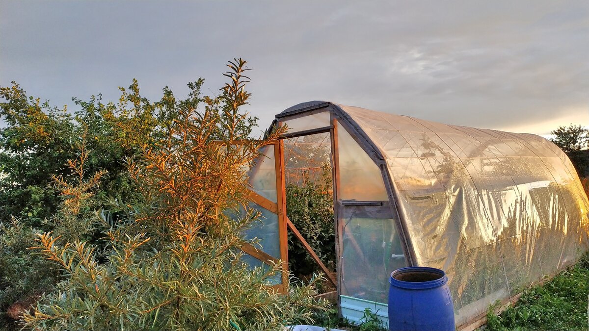 Лето 2020 год. Моя теплица, моё богатство