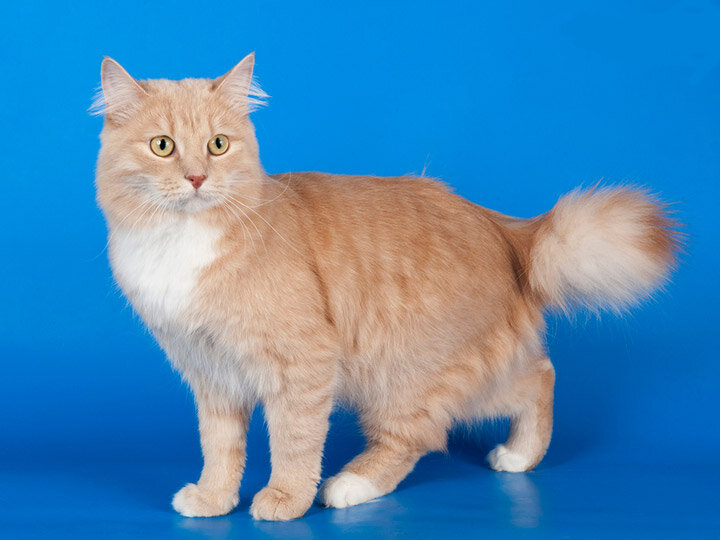 Фото карельского бобтейла