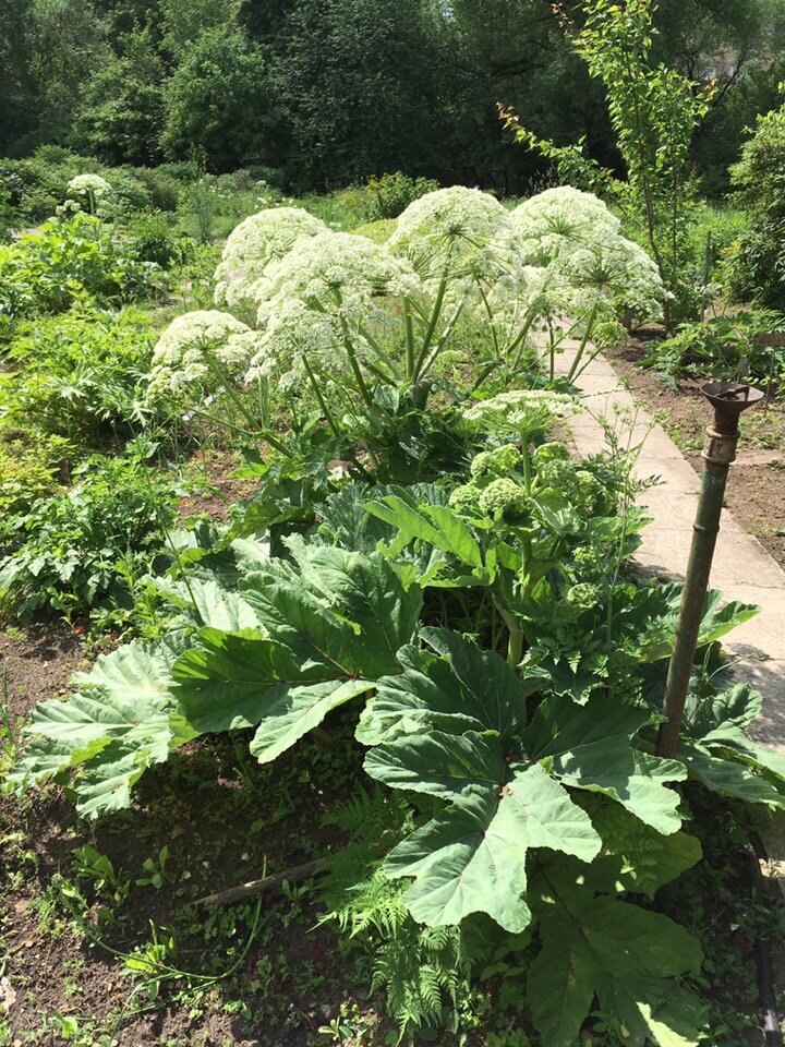 Похожий на борщевик фото. Борщевик Сосновского. Борщевик растение. Борщевик Сосновского листья. Борщевик зонтичные.