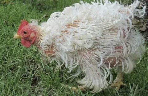 Фото: https://zen.yandex.ru/media/ziznprekrasna/kak-my-povyshaem-iaicenoskost-vo-vremia-linki-kur-5ef5a3fe9cb6f2137d478a3d