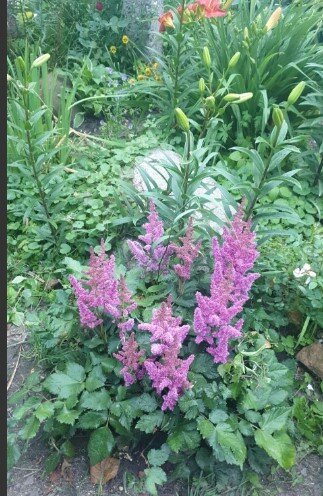 Мои астильбы растут возле лилий
