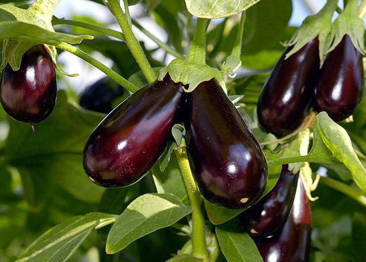 Фото из открытых источников.