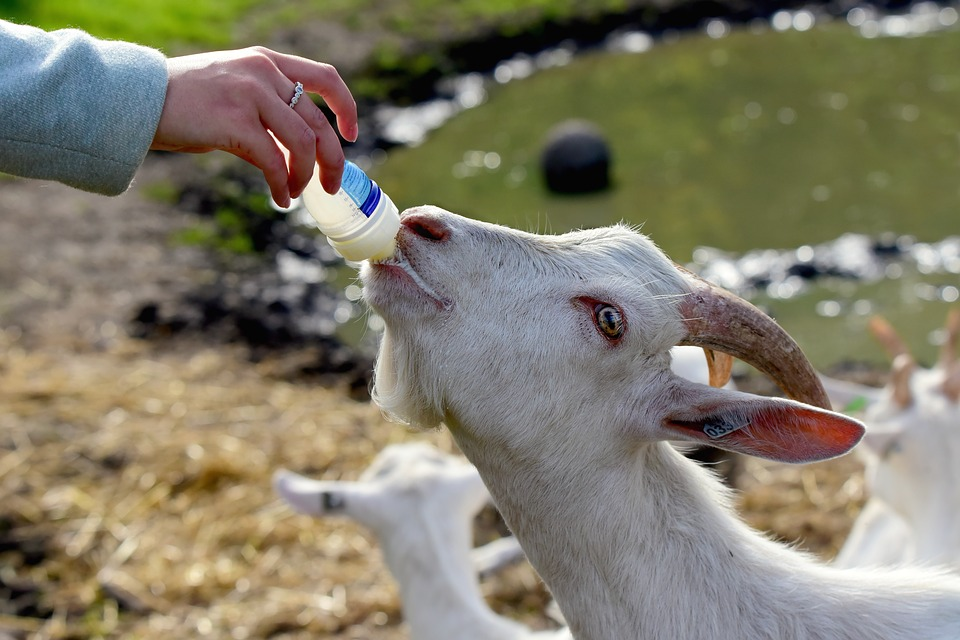 Источник: https://cdn.pixabay.com/photo/2018/10/12/10/20/white-goat-3741834_960_720.jpg
