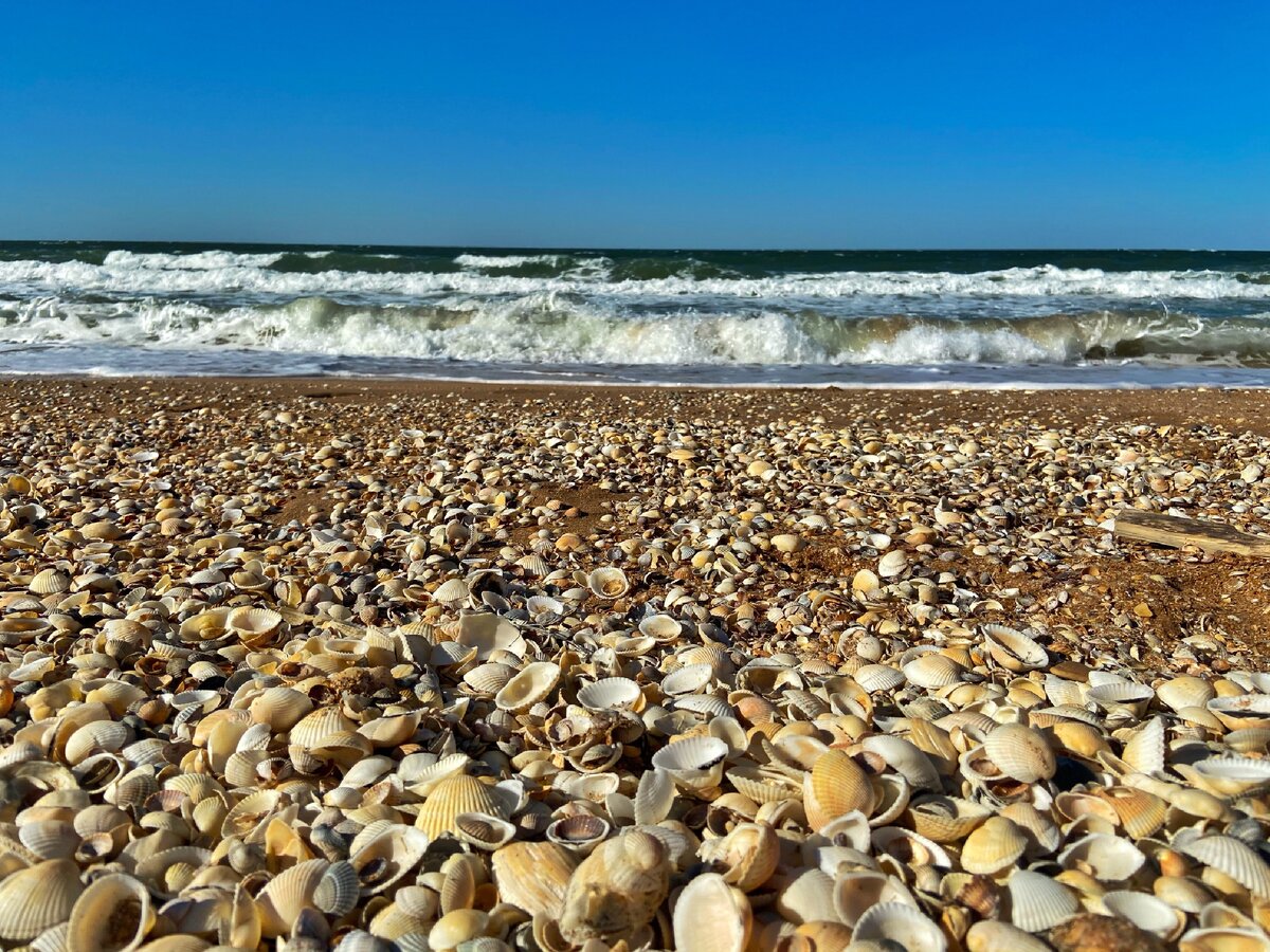 Ракушечник