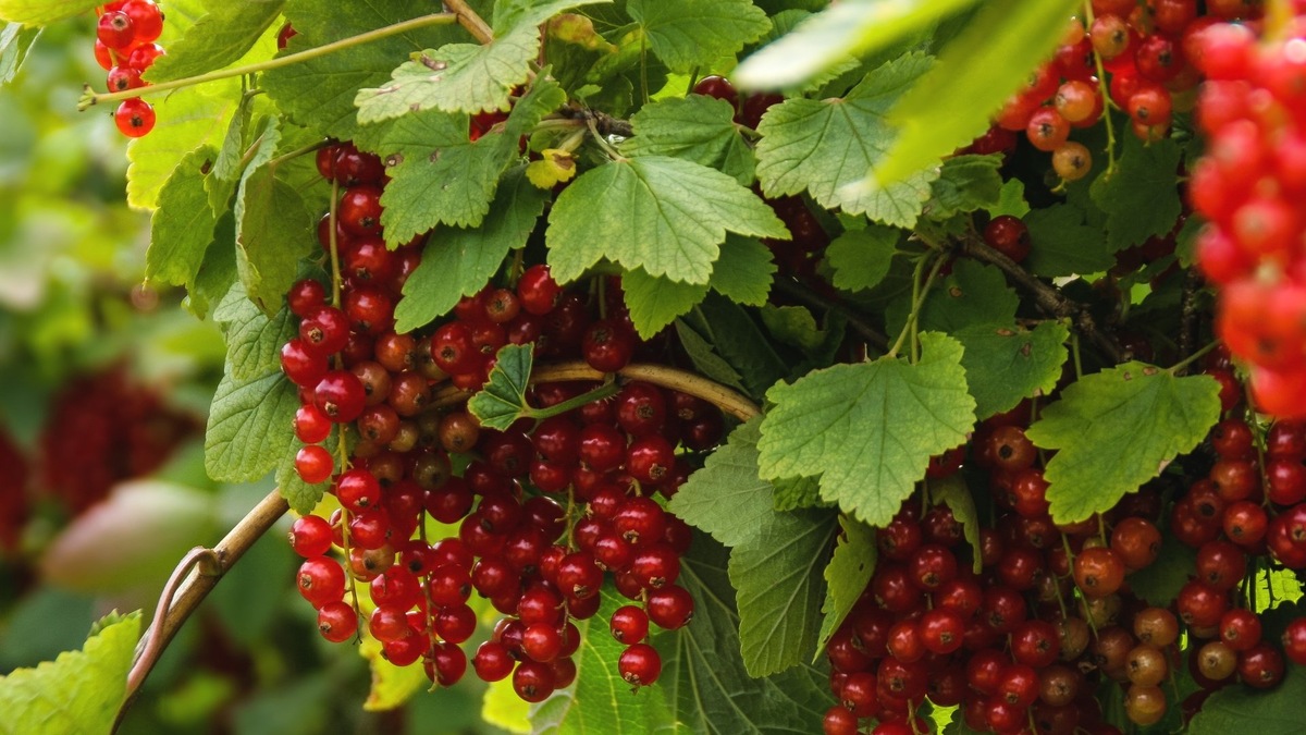 #смородина красная