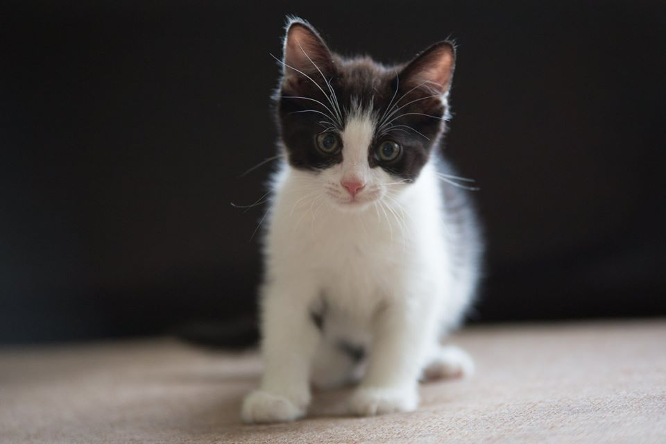 Кото-мальчик! Умненький благоразумненький игрун!