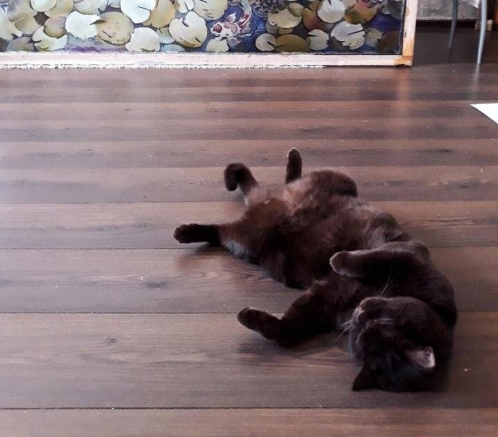 Кошка Маня