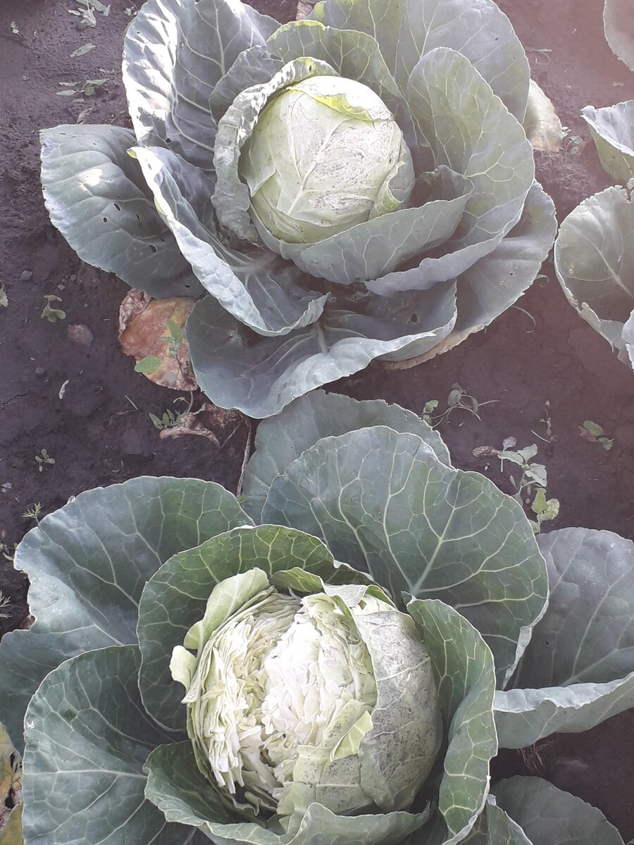 Что делать с такой капустой?