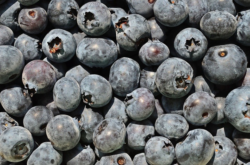 Фото черники