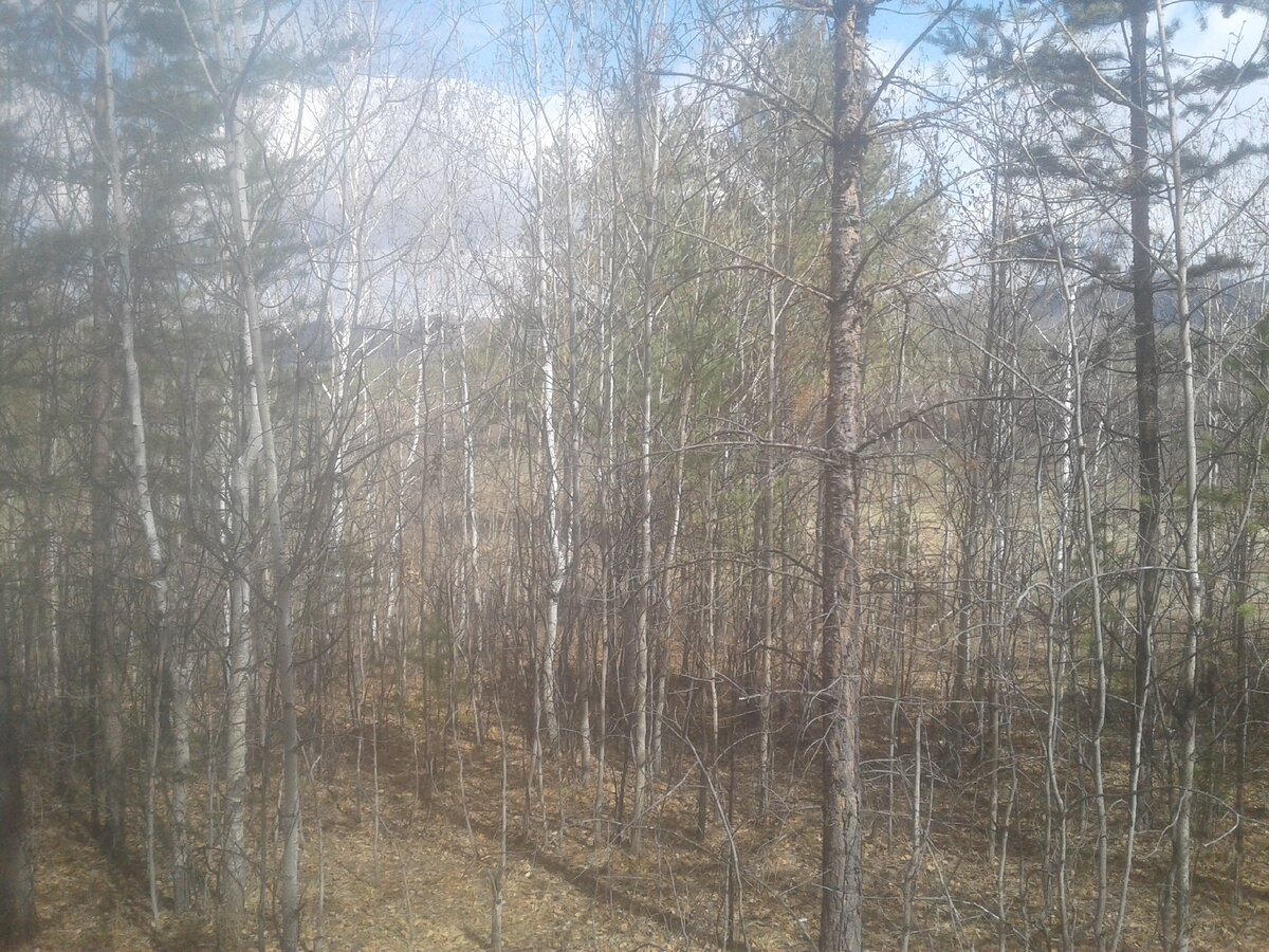 Хороший и чистый подлесок, но даже через такой лезть не особо удачная затея. Паутина по морде, мокрые штаны и плечи. Веселье в общем.