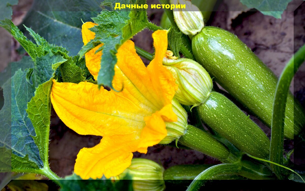Тыква Жемчужина завязь