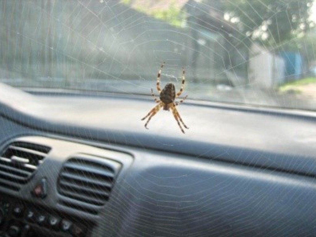 Глупый, глупый Вася!