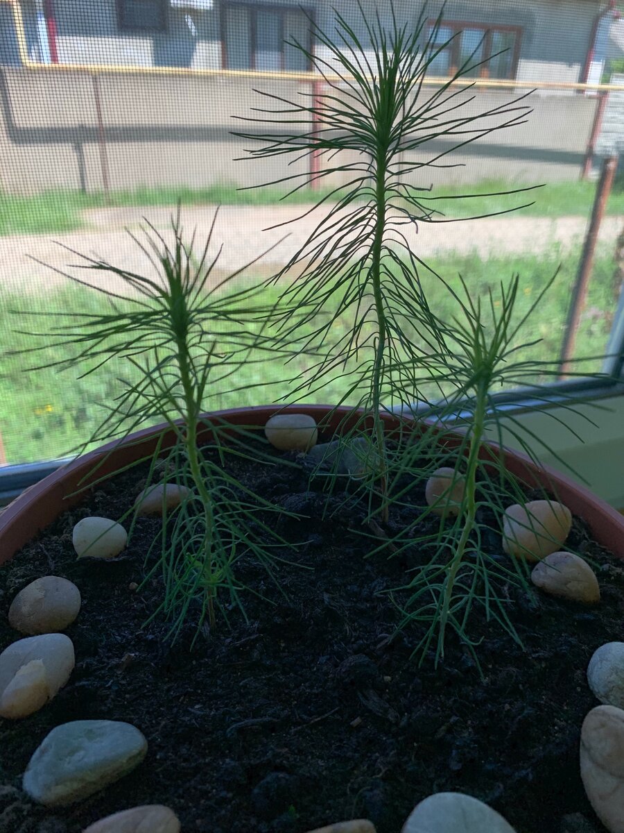 Им уже месяца 2-3, поливаю еще каждый день, стоят на солнечной стороне дома