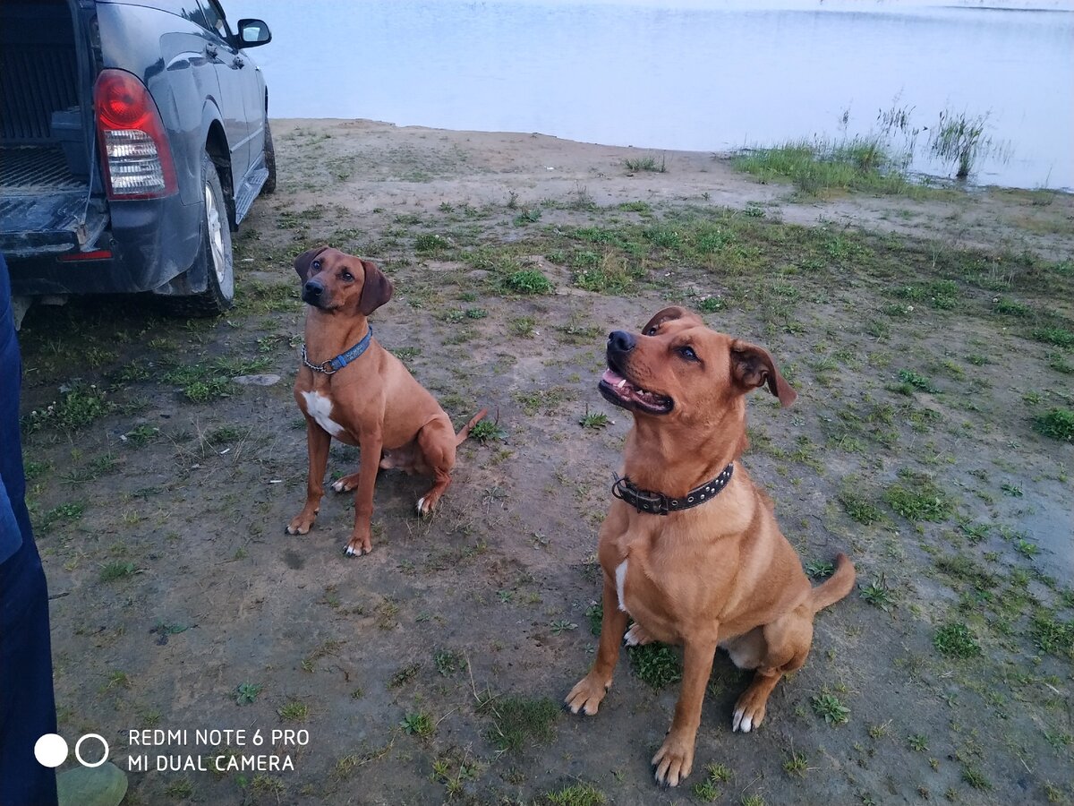 мои красавцы Аншай и Реджи