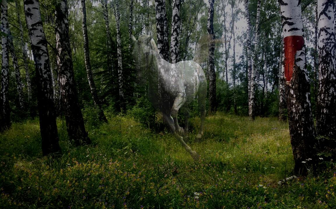 Призрак лошади. Иллюстрация автора