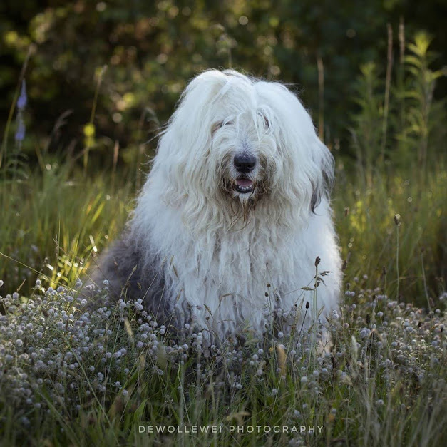 Из инстаграмм аккаунта de_wollewei