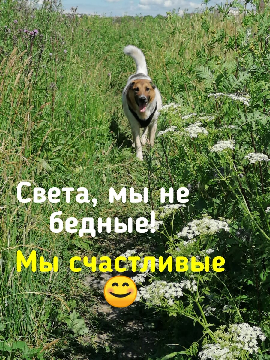 а это фото под тем комментарием про бедных городских собак