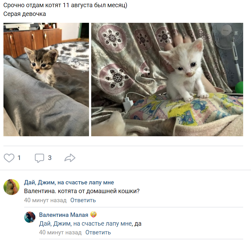 Котят нужно "срочно" отдать, а стерилизовать срочно нужно было еще вчера