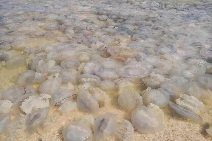 Почему много медуз. Медузы корнероты в Азовском море. Нашествие медуз в Азовском море. Медуза корнерот в Азовском.