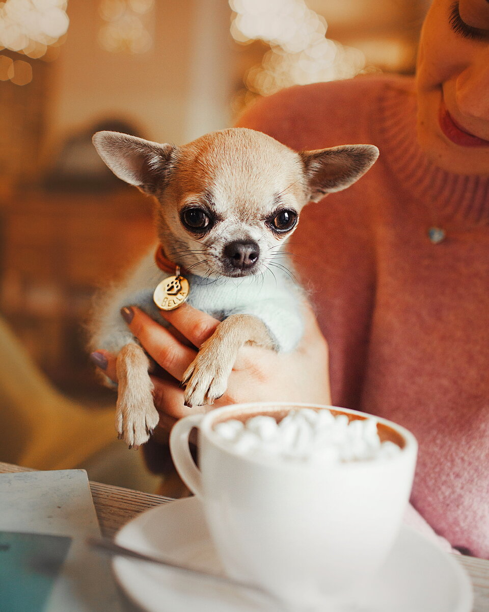 Instagram: @chiwawa_bella