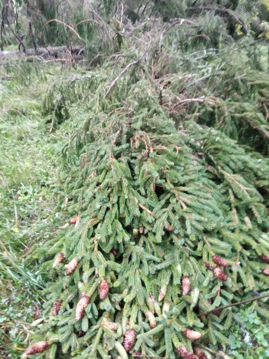 лесную красавицу сломало у корня...
