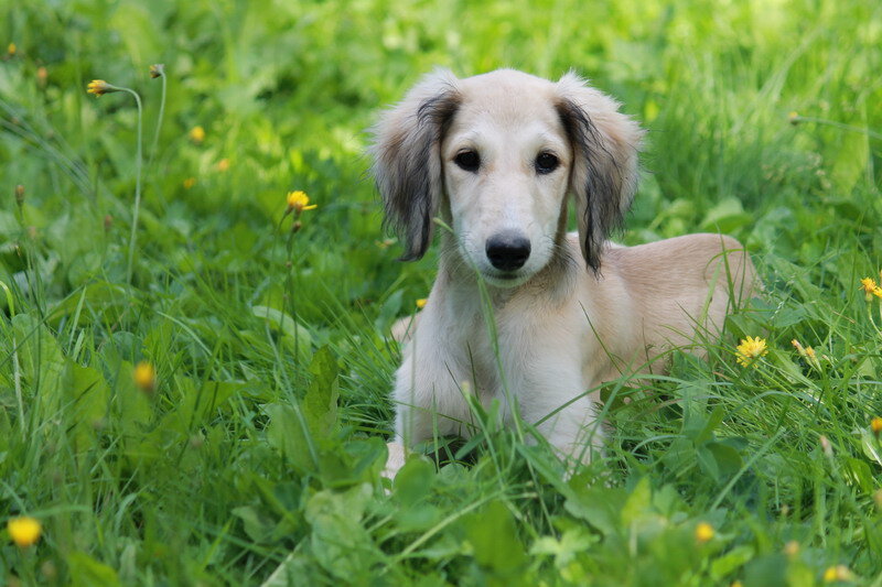Тазы Борзомир Дюна