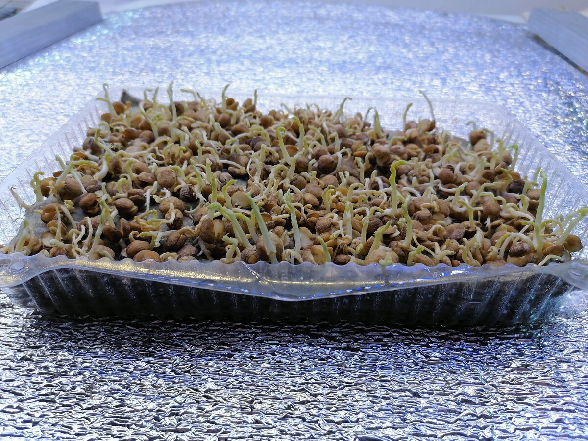 Горошек 3 дедь 