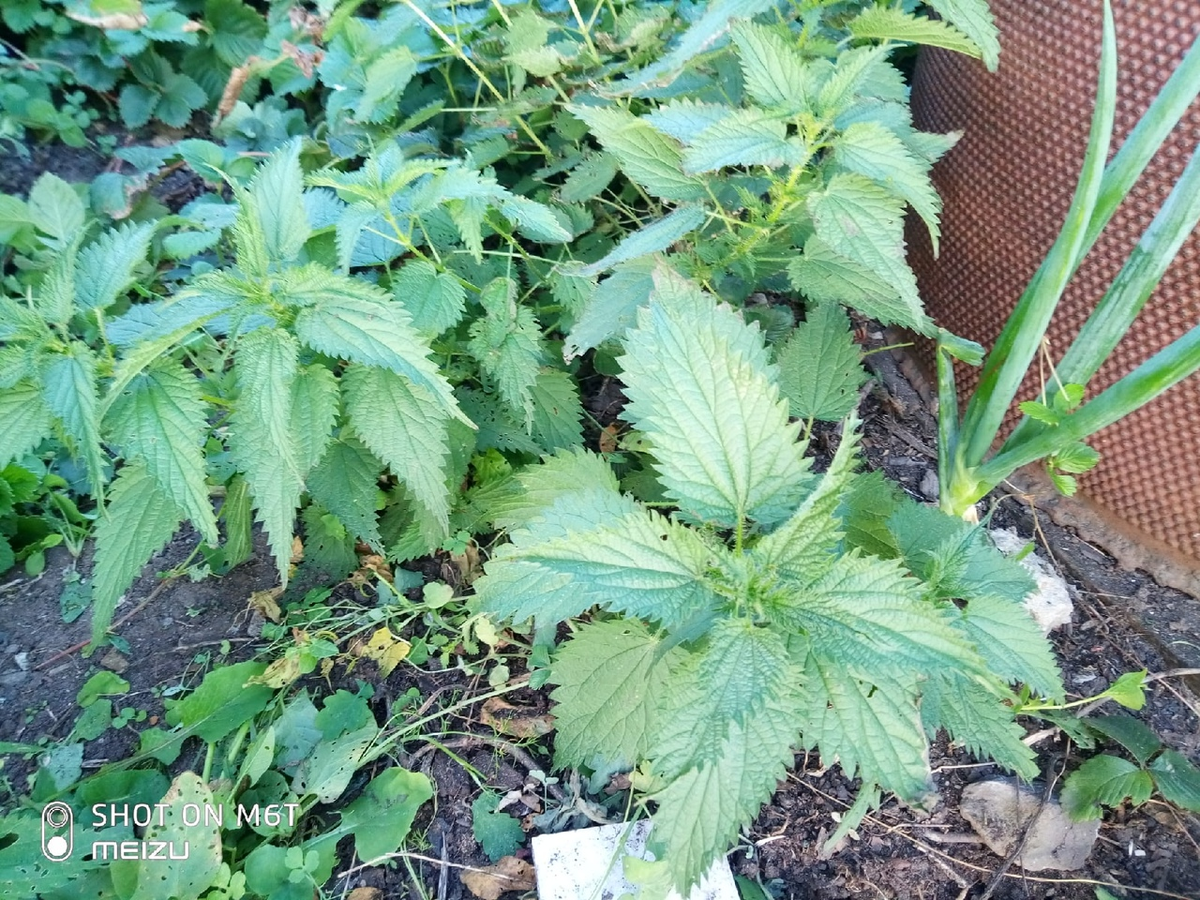 Автор - фото собственное