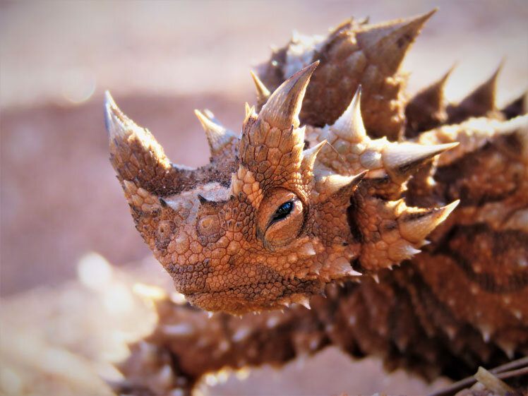 Фото взято из сети Интернет.