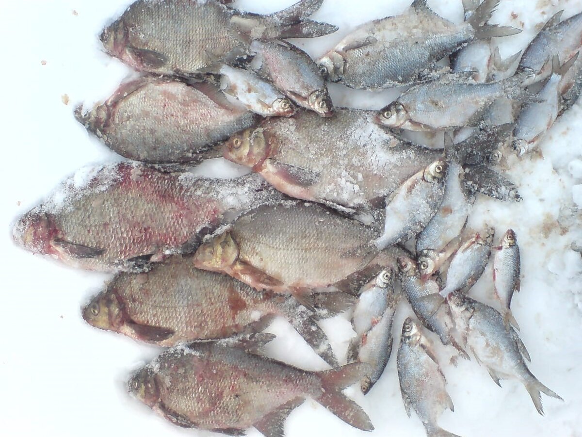 Наш не очень скромный улов