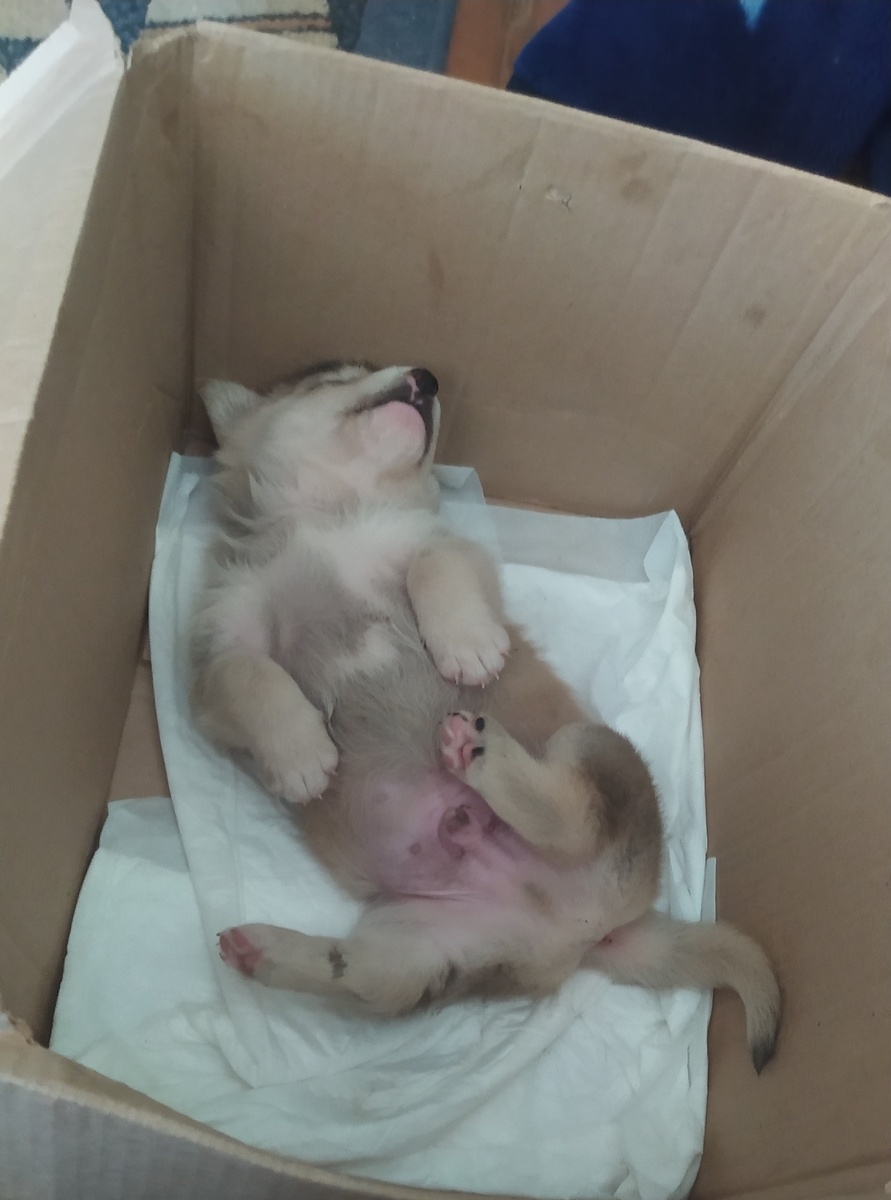 Вот такой маленький он был.