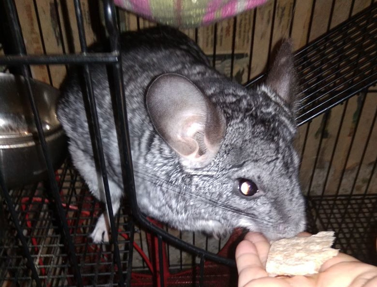 А это сама Шизя. Лично. Милаха? Н стену на заднем плане посмотрите. Когда-то там были красивые обои...