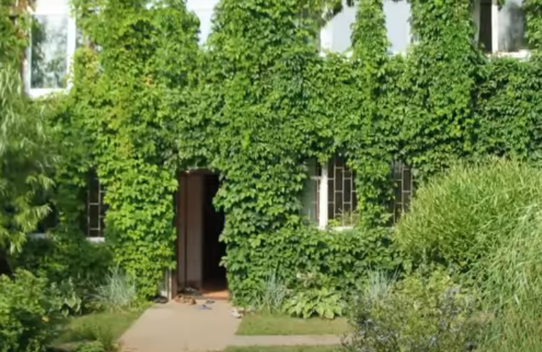 Длина девичьего винограда может достигать 20 м. В Ростове-на-Дону я видела лиану, поднимающуюся по фасаду пятиэтажки до самой крыши!