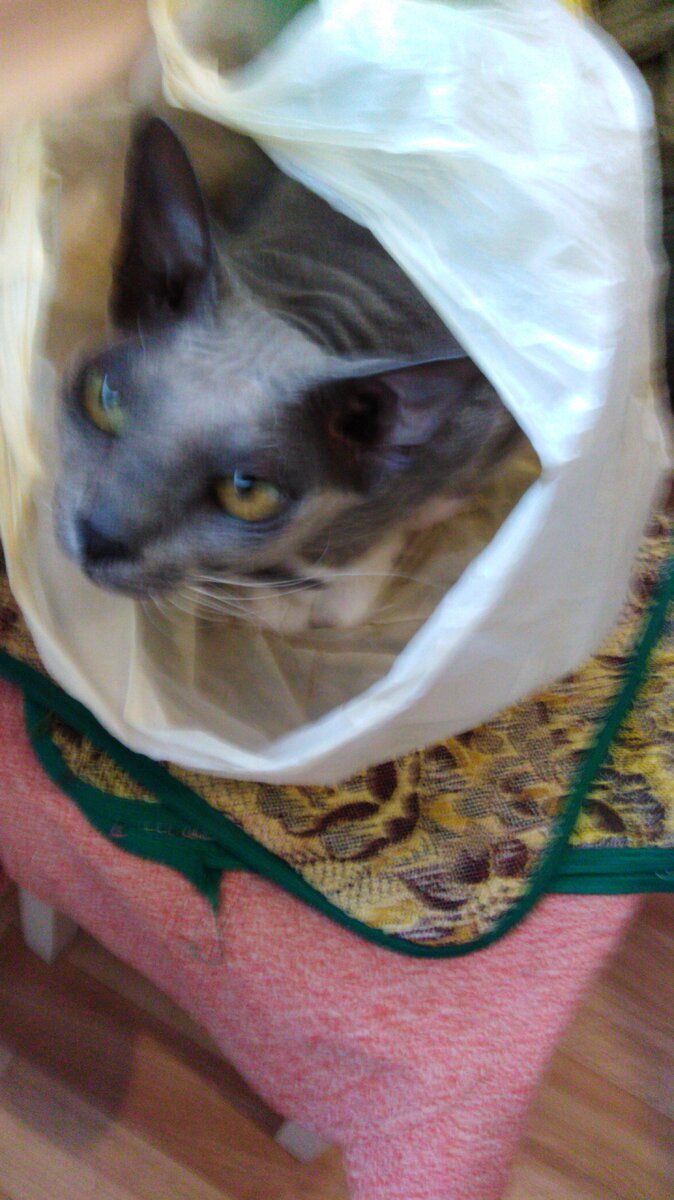 любительница залезть в мешок,сумку