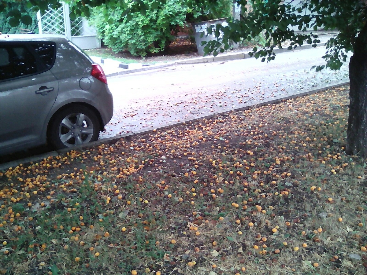 Пока на севере люди покупают фрукты за деньги, в Ростове-на Дону абрикосы превращаются в грязь.  Их некому собрать и отправить нуждающимся, ведь все заняты зарабатыванием денег.
Фото автора.