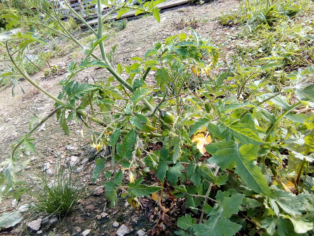 Напоминают о чудесном лете, где даже грунт на тропинке дал нам помидорный куст!