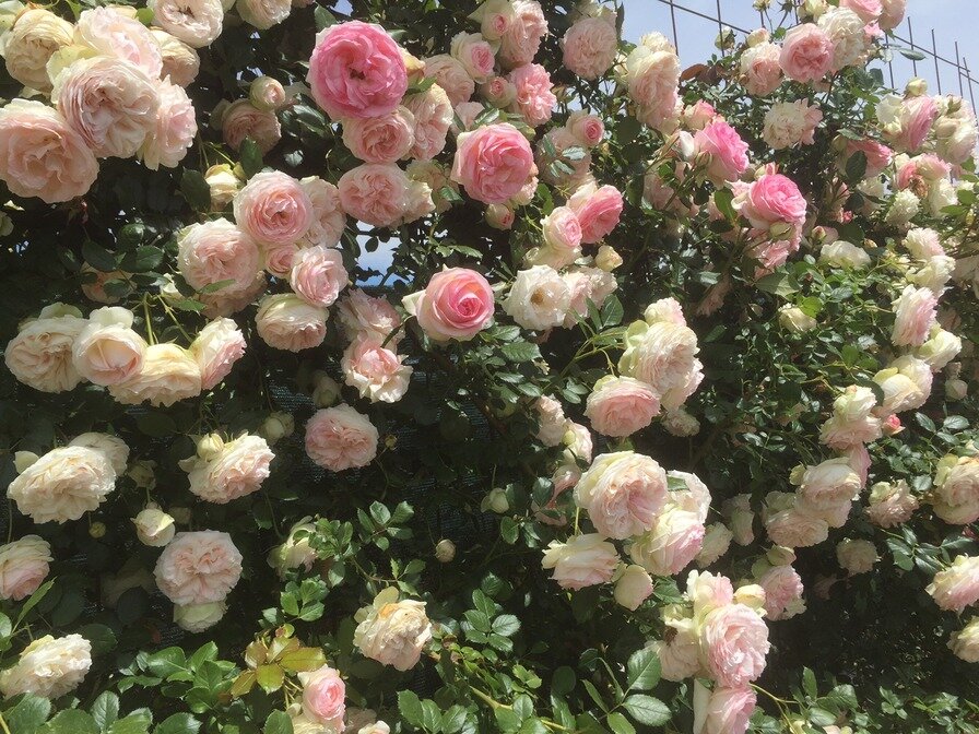 пьер де ронсар описание