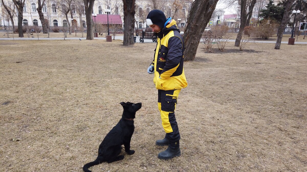 Щенок проявил активность в сторону владельца - начали работу