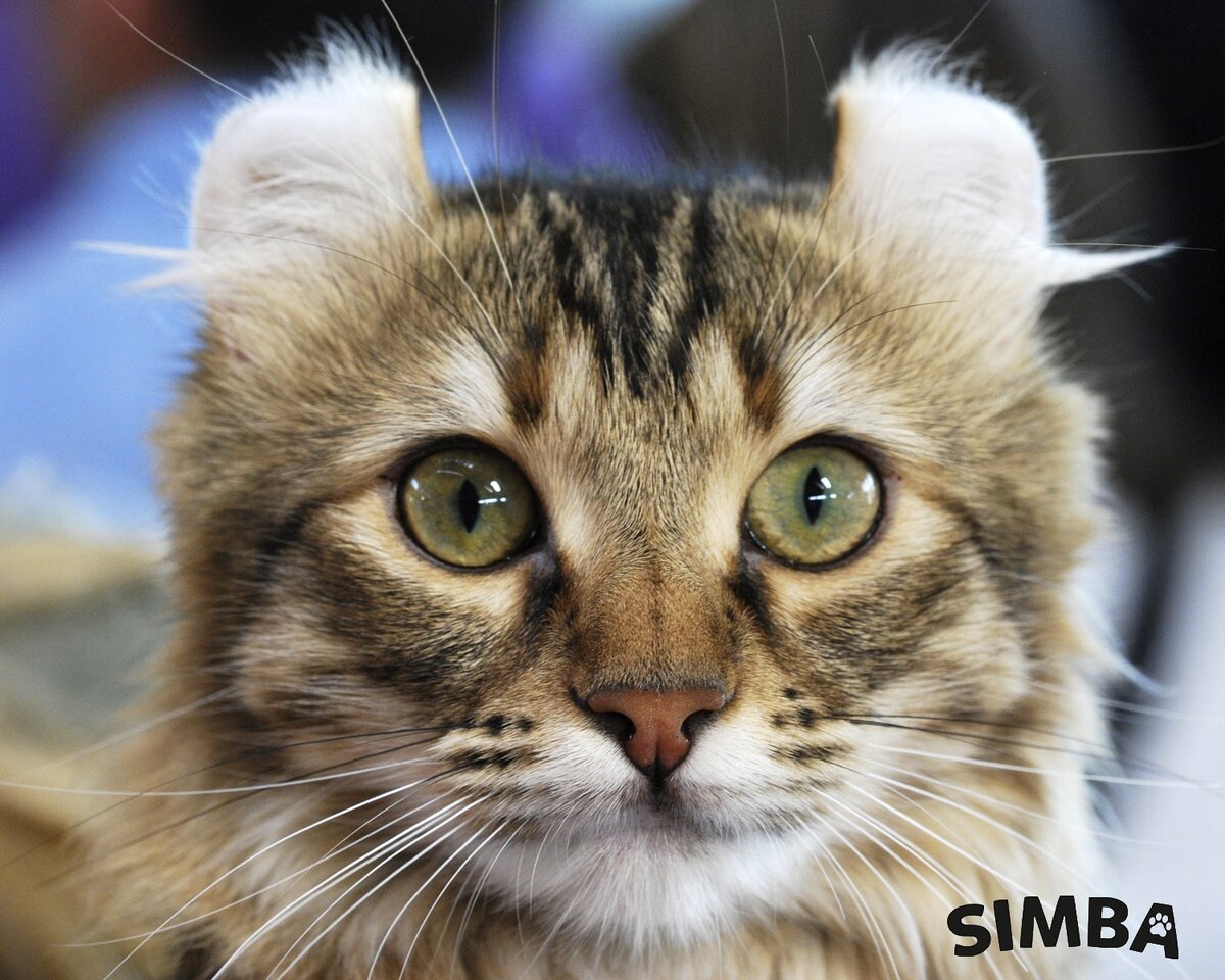 Американский кёрл