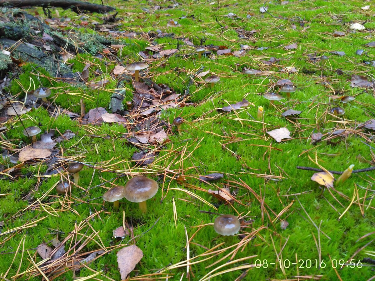 Очень вкусные грибы в мещерских лесах, но не все их знают | Прогулки по ...