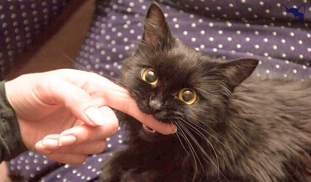 Источник изображения: Яндекс Картинки